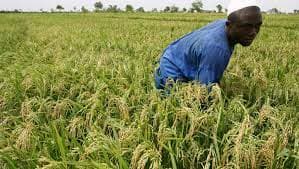 Voici comment le Cameroun veut booster sa production