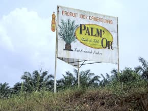 Huile de palme : la Société des palmeraies de la Ferme Suisse réduit son capital social de 1 milliard de FCFA