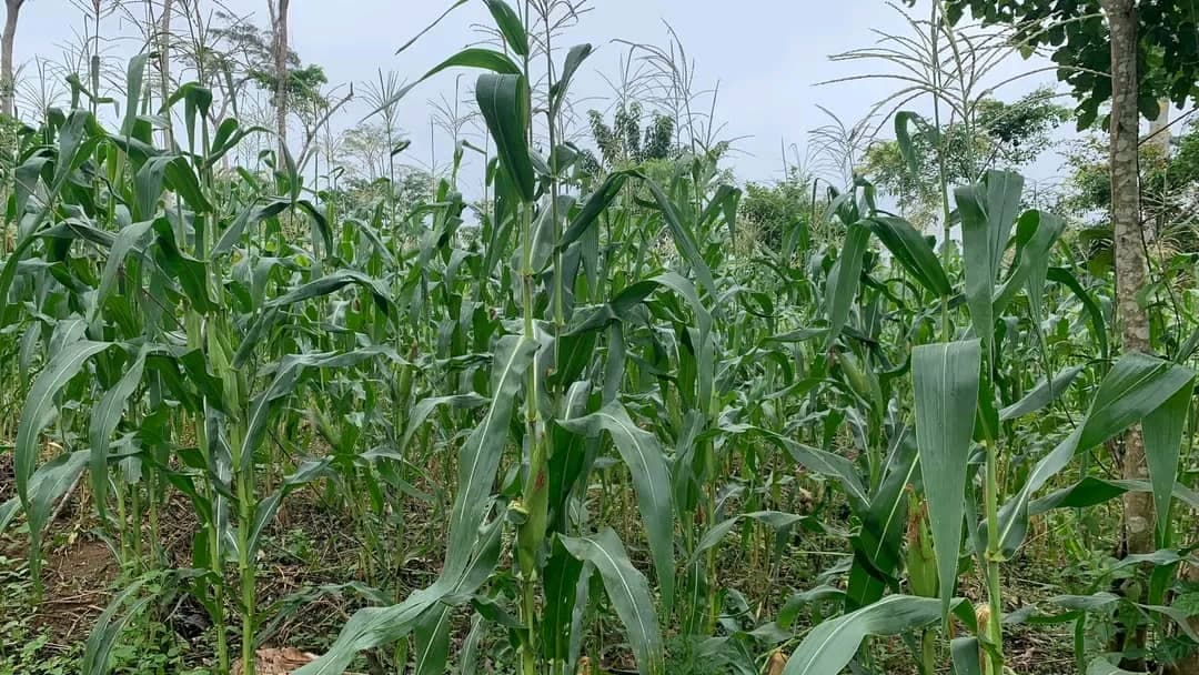 Agroalimentaire : le cameroun allège sa facture d’importations de 11 milliards FCFA