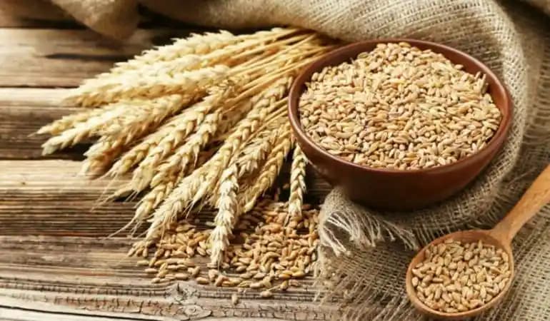 Blé local : le Cameroun lance un plan triennal à 30,9 milliards de FCFA
