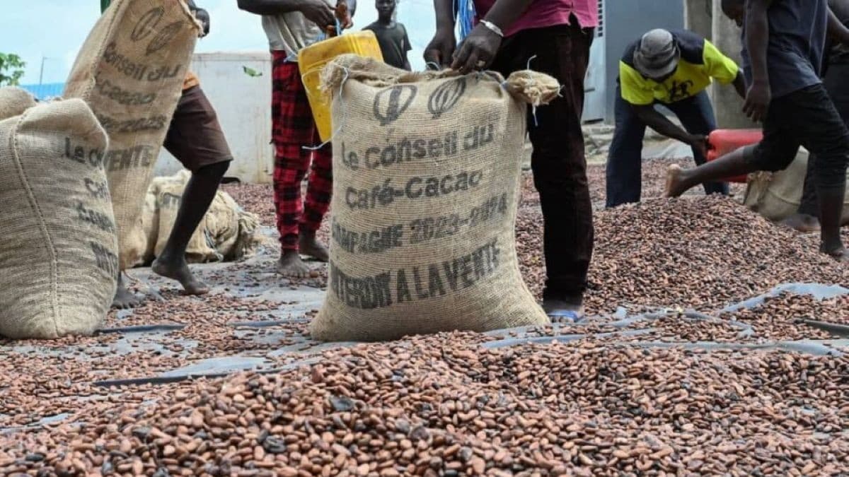 Cacao : la Côte d’Ivoire lance sa campagne avec un prix deux fois inférieur à celui du Cameroun