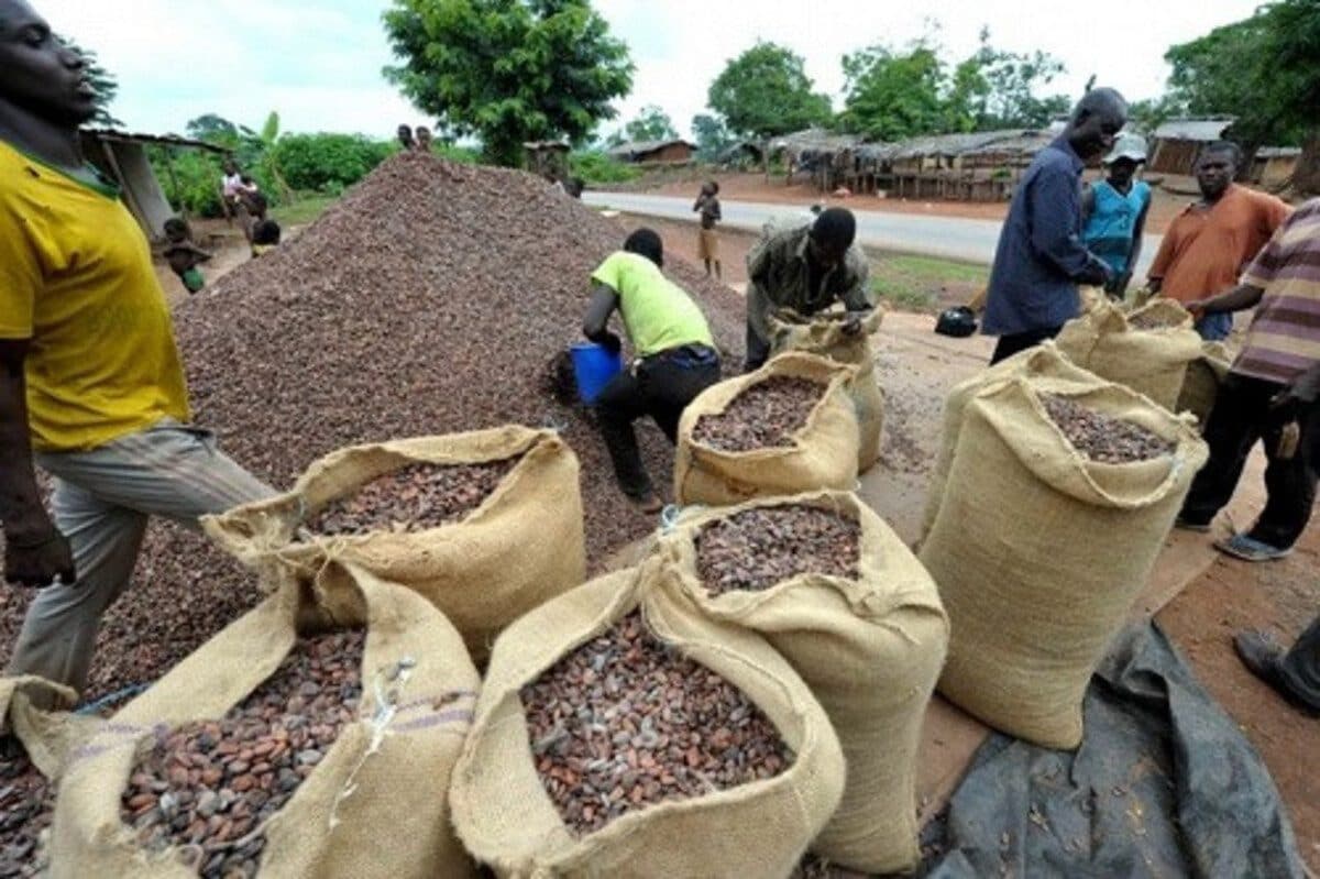 Cacao : le Cameroun paie ses producteurs plus de deux fois plus que la Côte d’Ivoire