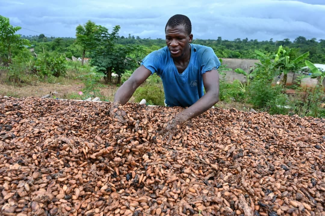 Cacao : le kilogramme passe à 3 654 FCFA CAF au 1er septembre 2026