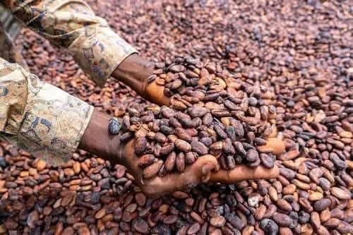 Cacao : les exportations camerounaises chutent de 63% en 2025-2026
