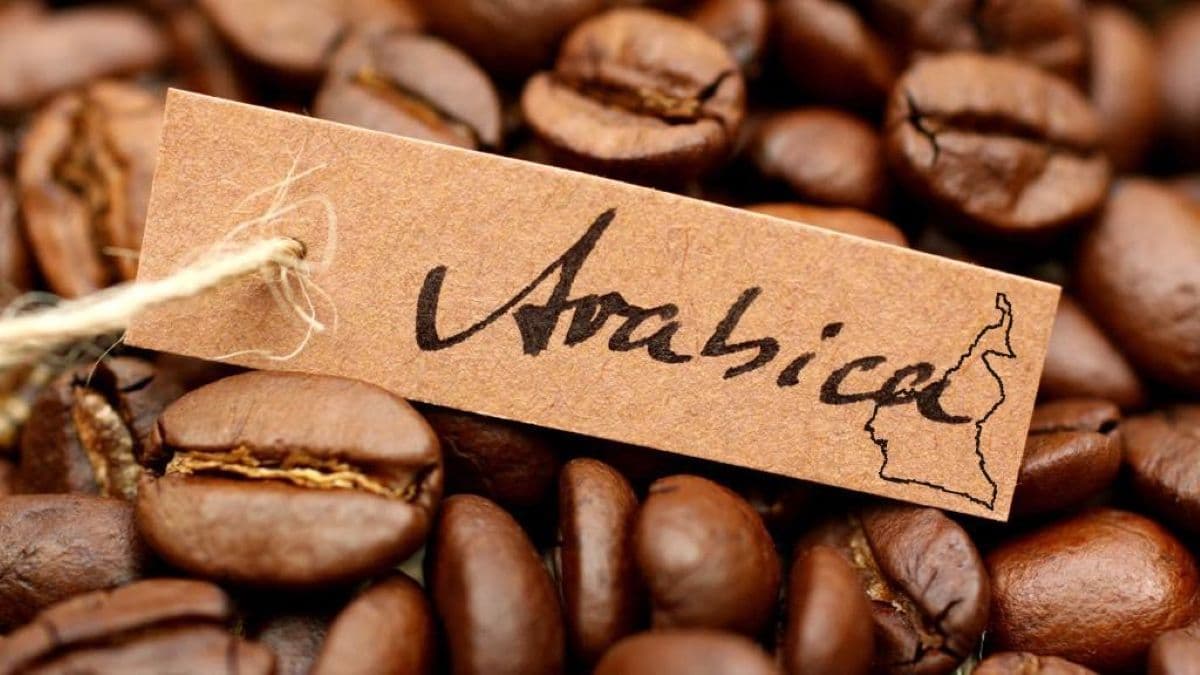 Café : l’arabica camerounais défie la baisse des cours mondiaux