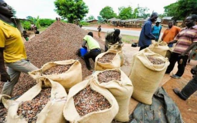 Cameroon’s cocoa export revenue plunges 63% as shipments and prices fall