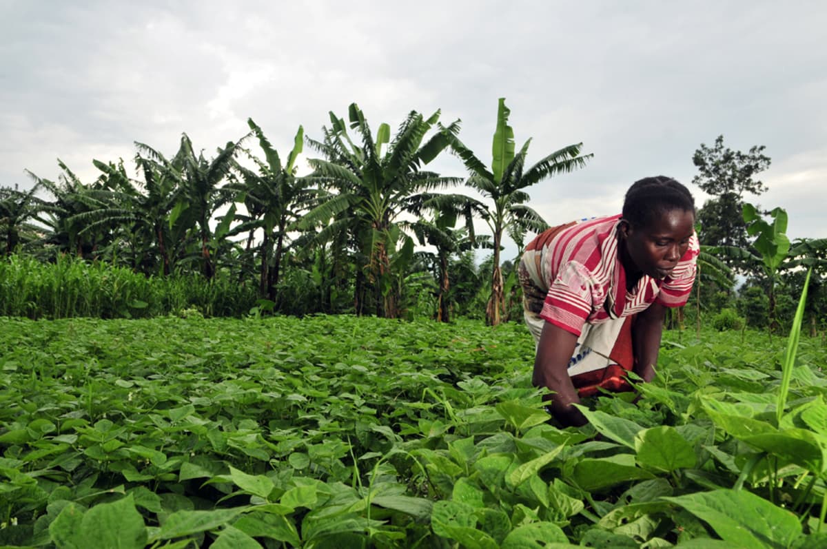 Cameroun : freinée par les coûts et le manque de débouchés, l’agriculture biologique progresse face aux changements climatiques