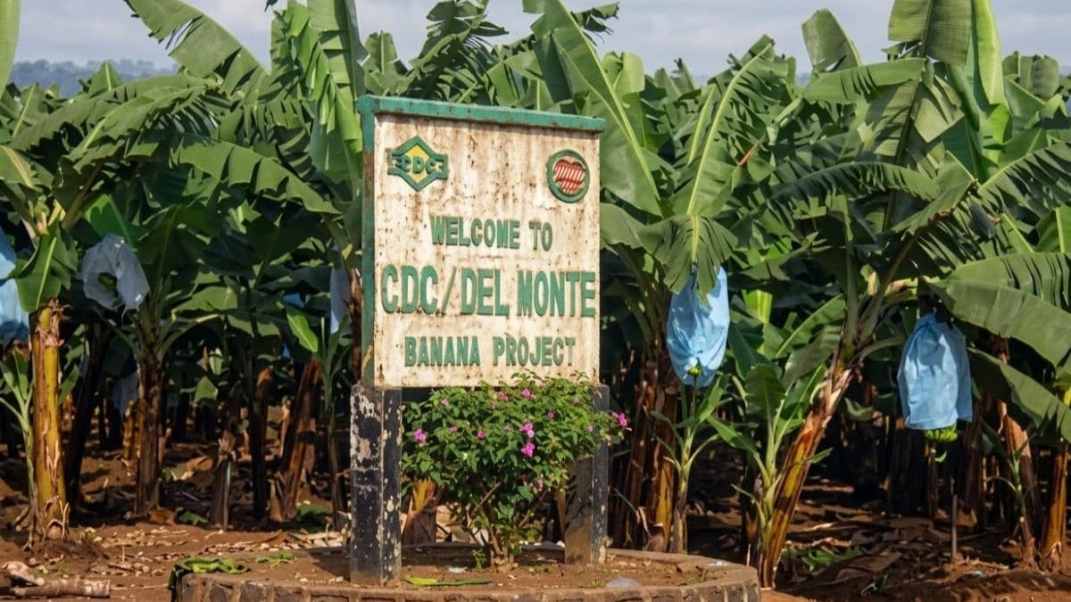 Cameroun : la relance de la CDC rattrapée par un litige foncier à Mutengene