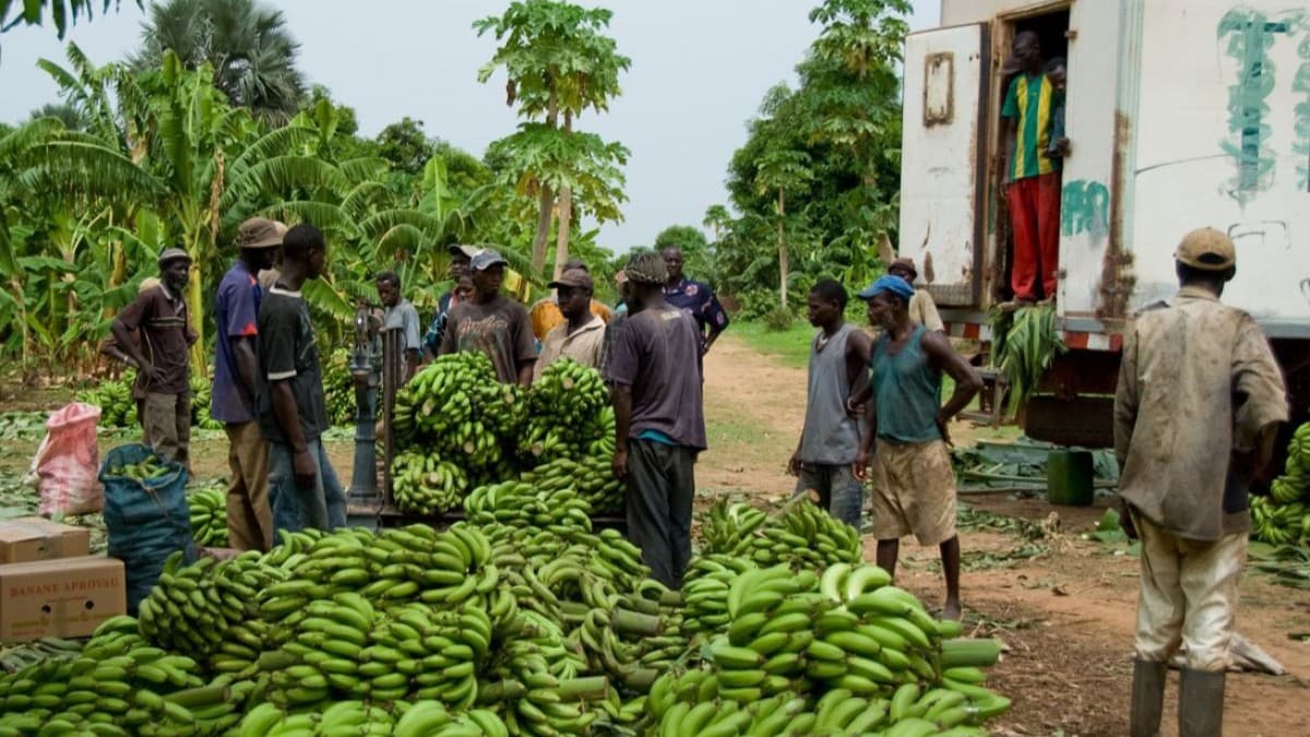 Cameroun : les exportations de banane bondissent de 32 % en juillet 2026