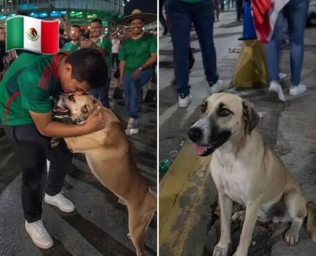 Comment une chienne disparue s’est retrouvée au cœur des célébrations de la Coupe du monde