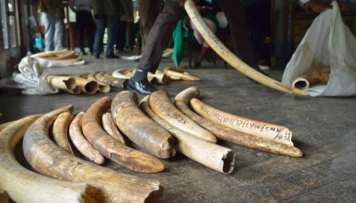 Ebolowa : arrêté avec trois défenses d’éléphant, un jeune de 26 ans condamné à 2 ans de prison avec sursis