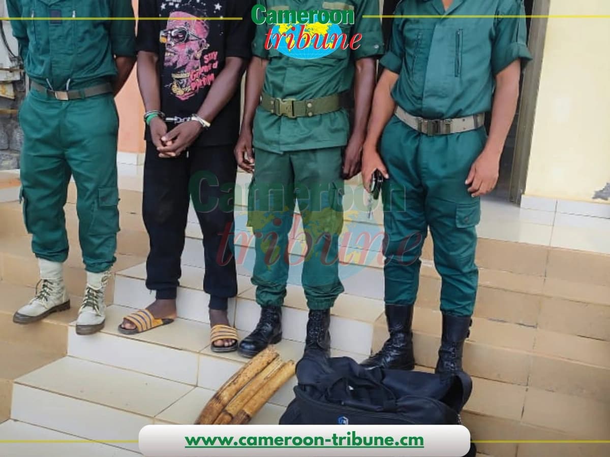 Ebolowa : un trafiquant d’ivoire condamné à deux ans de prison avec sursis