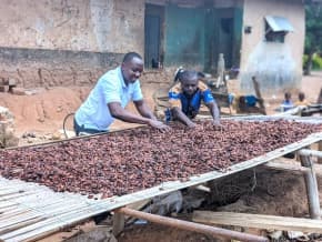 Au Cameroun, le prix du kilogramme de cacao augmente de 150 FCFA à un mois de la fin de la saison 2025-2026