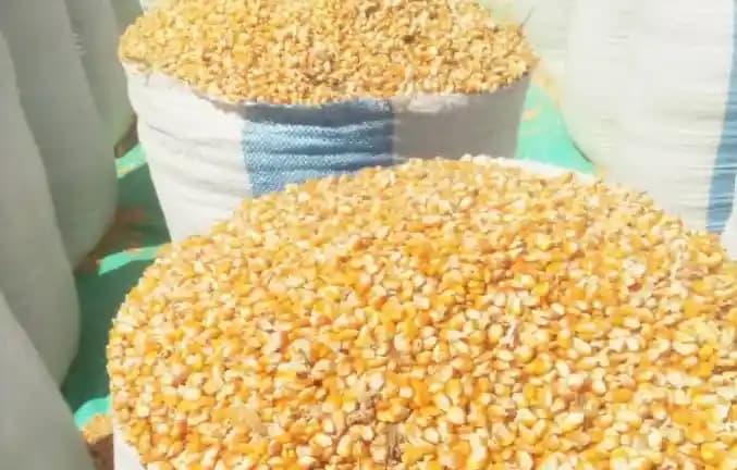 Filière maïs au Cameroun : les producteurs peinent à vendre malgré la suspension des importations