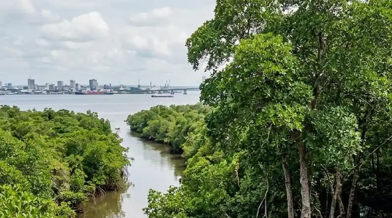 Le Cameroun possède la plus grande mangrove d’Afrique