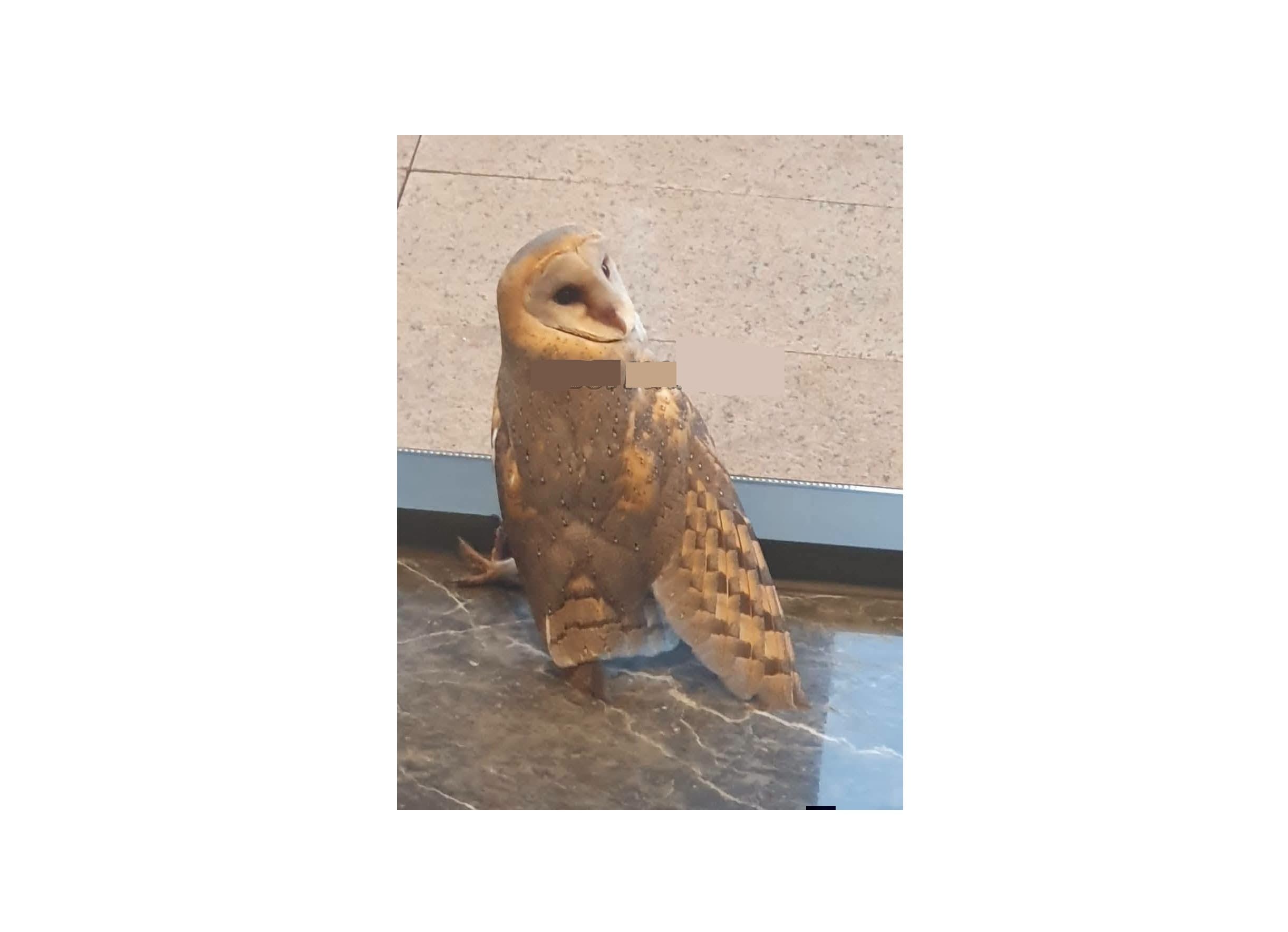 Owl Invades Cameroun’s Parliament, Native Doctor Invited