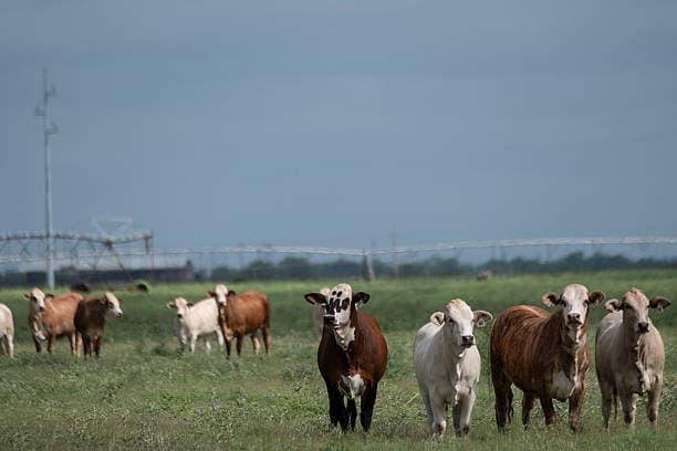 Prévention des maladies zoonotiques : la surveillance la faune sauvage comme rempart