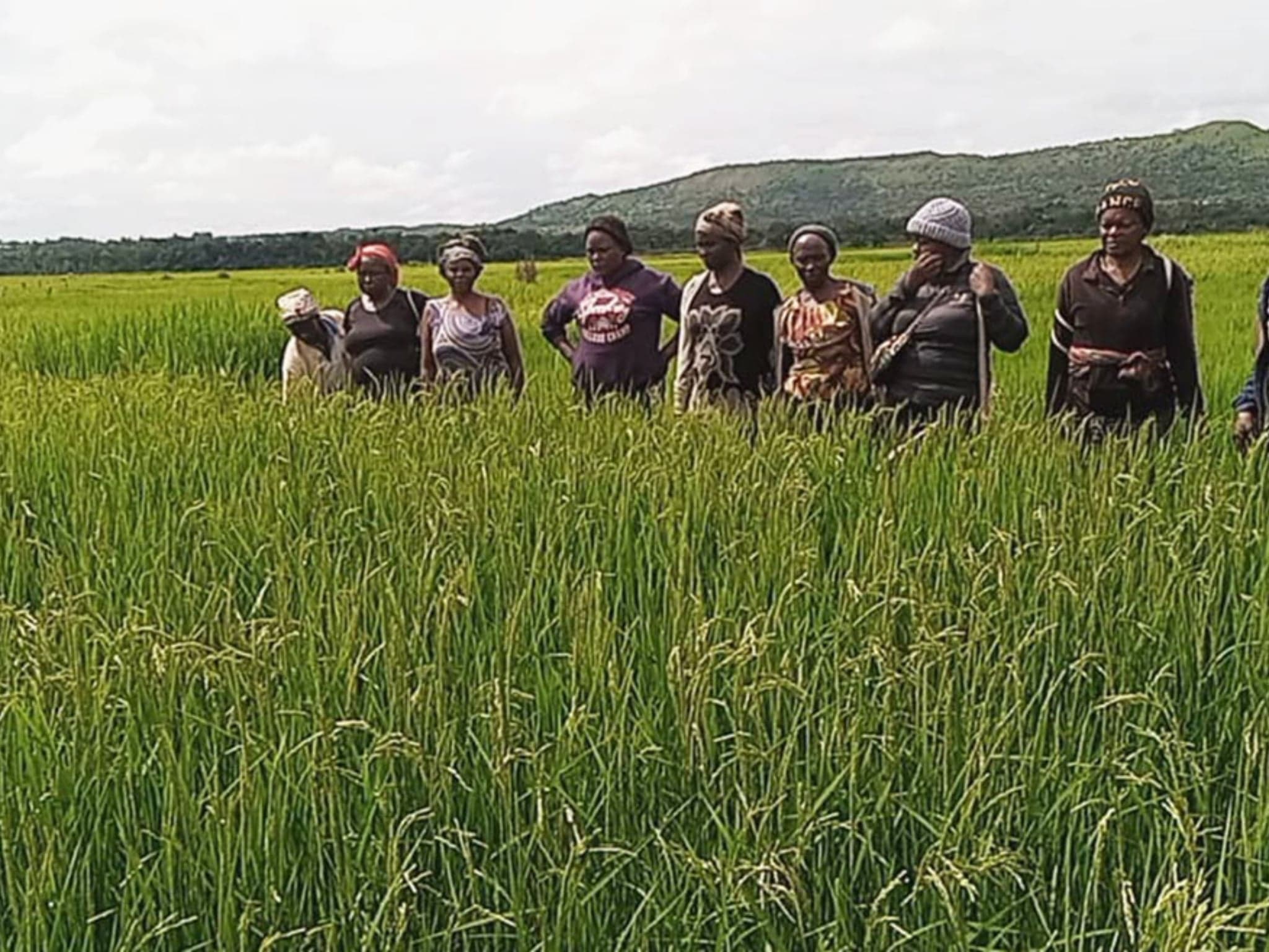Riz : la Tanzanie a coupé le cordon des importations pendant que le Cameroun cherchait des excuses