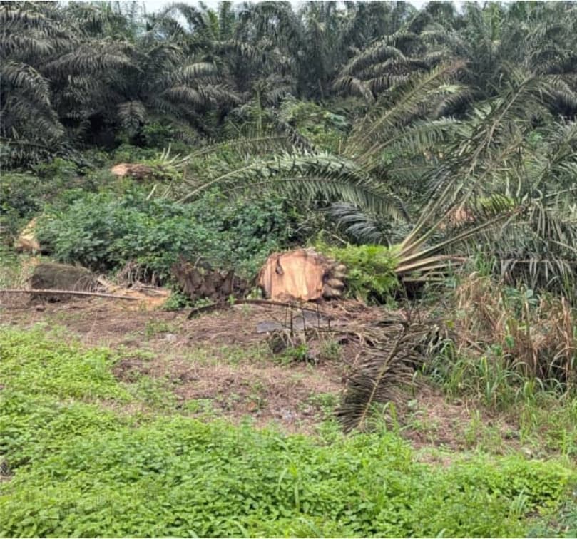 Who Wants CDC’s Downfall? Military Accompany Saw Operators to Chop Down 152 Young Palms in Mutengene