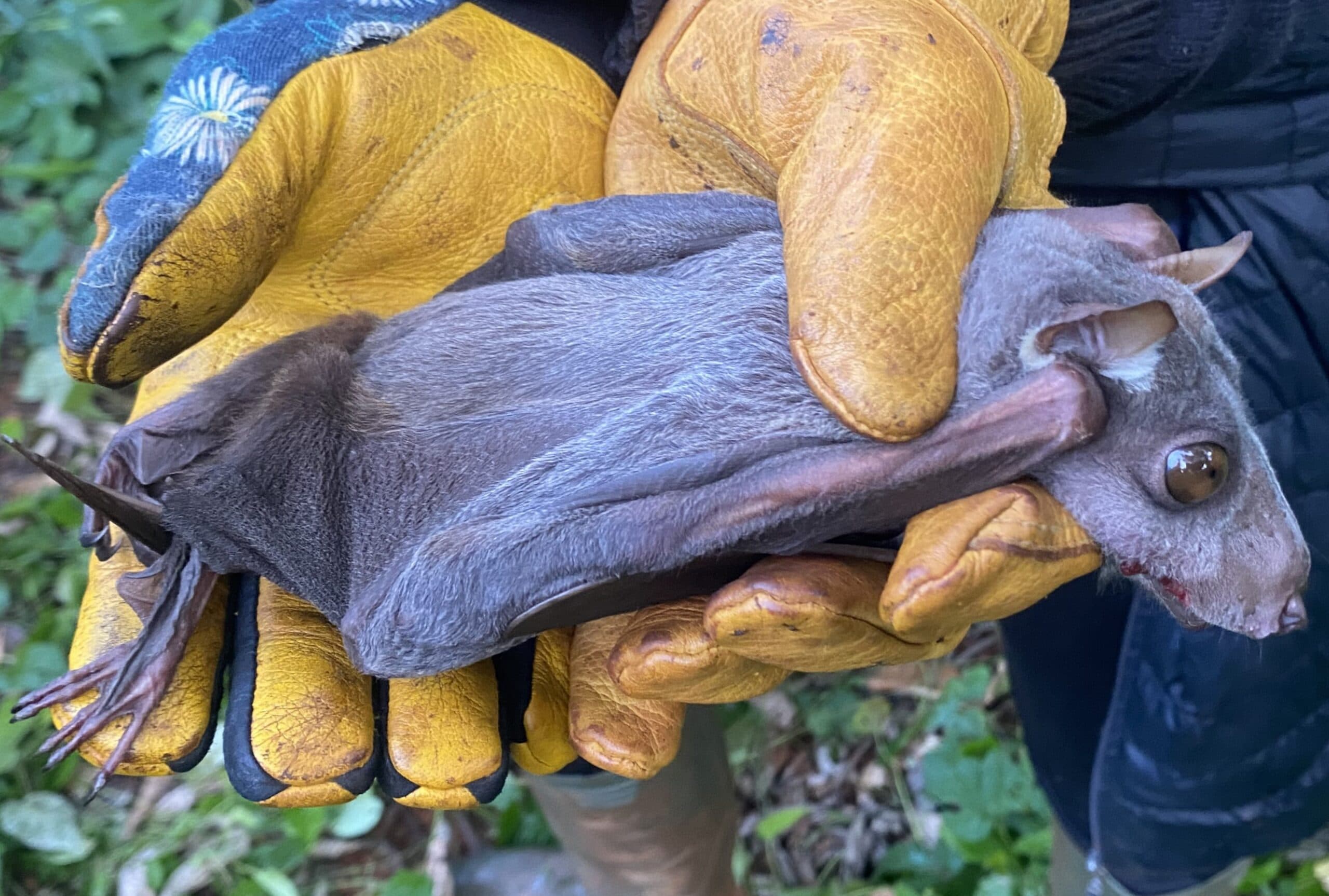 Yaoundé : la consommation des chauves-souris, un jeu dangereux sous la menace Ebola